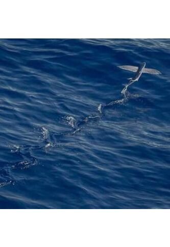 SCTA-TC-48-1774829663528 A la mar