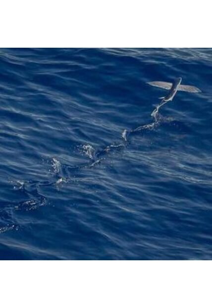 SCTA-TC-48-1774829663528