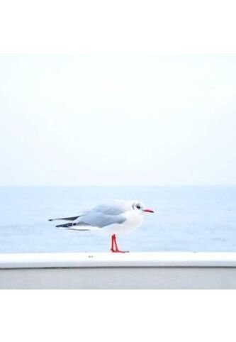 SCTA-TC-48-1777978304656 A la mar