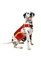DISFRAZ PAW PATROL MARSHALL MASCOTAS Rojo de Fantastic Night