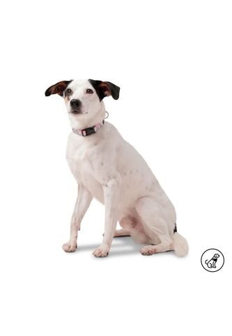 Collar Ajustable Mylu Para Perro Totto
