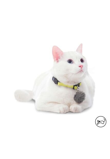 Collar Ajustable Meow Para Gato