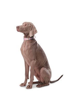 Collar Ajustable Mylu Para Perro