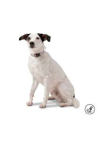 Collar Ajustable Mylu Para Perro Totto