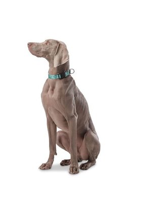 Collar Ajustable Mylu Para Perro