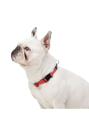 Collar Ajustable Perro/Mascota Con Chapa De Seg Mkp Mylu