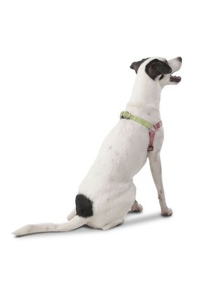 Arnés Brunno Para Mascota