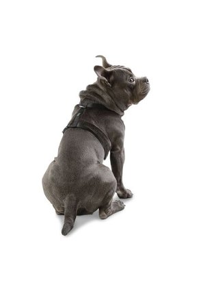 Arnes De Caminata Figgo