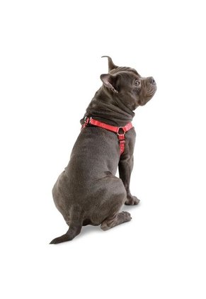 Arnés Brunno Grande Para Mascota