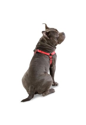 Arnés Brunno Grande Para Mascota