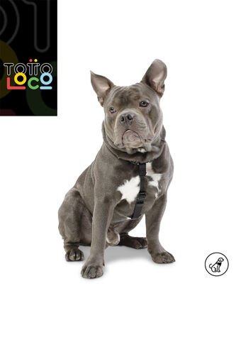 Arnes De Caminata Figgo Totto