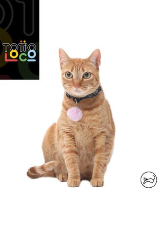Collar Para Gato Michi Negro Totto