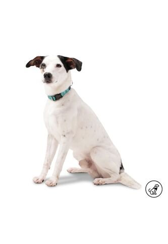 Collar Ajustable Mylu Para Perro Totto