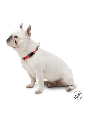 Collar Ajustable Perro/Mascota Con Chapa De Seg Mkp Mylu